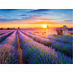Картина стразами (алмазная мозаика) 40х50 см, ОСТРОВ СОКРОВИЩ "Лавандовое поле", на подрамнике, 662426