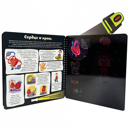 Книжка с фонариком "Познаю мир", 210х230 мм, 12 страниц, АССОРТИ, Бимбимон