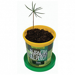 Набор для выращивания растений ВЫРАСТИ ДЕРЕВО! "Кедр Сибирский" (банка, грунт, семена), zk-001