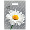 Пакет с вырубной ручкой ПВД, 43х31,5 см, "Грэй Глосс Ромашка", 50 мкм, н00269304