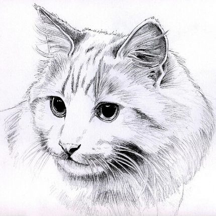 Папка для рисования БОЛЬШОГО ФОРМАТА А3, 20 л., 160 г/м2, BRAUBERG, 297х420 мм, "Орел", 125228